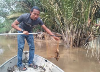 NUR HUSAINI Bokhari menunjukkan ikan baung yang mati disebabkan pencemaran di Sungai Tanjung Air Hitam, Pontian.