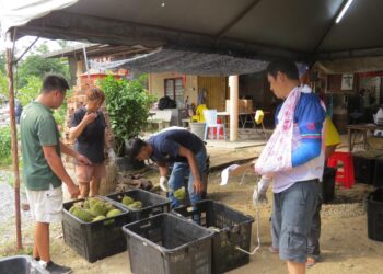 YAP Kah Fei (kiri) berulang alik sejauh 256 kilometer dari Raub, Pahang setiap hari untuk membeli durian secara borong di Gua Musang, Kelantan. – UTUSAN/AIMUNI TUAN LAH