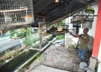 FAIZAL Ahmad memantau burung-burung merbuk peliharaannya yang boleh menjana pendapatan sampingan buatnya di Kampung Warna-Warni Seberang Ramai, Kuala Perlis. – UTUSAN/IZLIZAN OTHMAN
