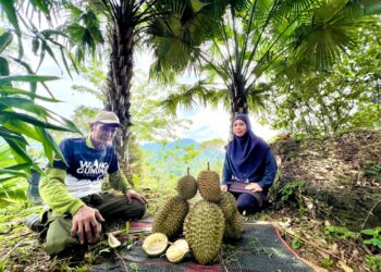 HAMIZAT Had,52, dan isteri, Lely Suriana Puteh, 50, menunjukkan buah durian di dusun mereka di atas bukit berketinggian 230 meter di Banjaran Nakawan di Bukit Wang Angin, Kangar, Perlis semalam.—UTUSAN/ASYRAF MUHAMMAD
