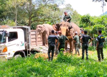 GAJAH liar yang merosakkan tanaman penduduk dipindahkan Perhilitan Perak ke Hutan Simpan Royal Belum, Gerik kelmarin.