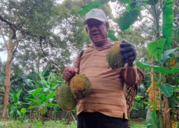 ISMAIL Ibrahim menunjukkan buah durian yang dikutip di dusunnya di Kampung Gajah, Pasir Salak, semalam. – UTUSAN/AIN SAFRE BIDIN