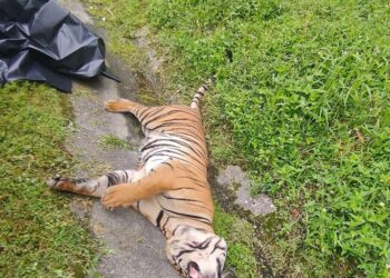 HARIMAU belang yang ditemukan mati dilanggar kereta di Kilometer 314.1, Lebuh Raya Utara-Selatan arah utara dekat Tapah hari ini. - UTUSAN