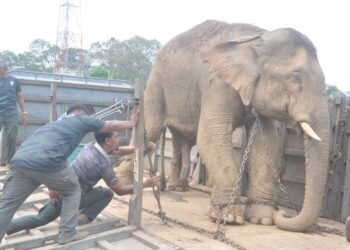 ANGGOTA Perhilitan memindahkan gajah yang ditangkap di Kampung Pak Sik, Hulu Besut, hari ini. - UTUSAN/WAN ZURATIKAH IFFAH WAN ZULKIFLI