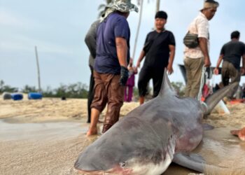 KEADAAN ikan Yu yang berjaya didaratkan nelayan di Pantai Telaga Papan, Kuala Nerus, semalam.