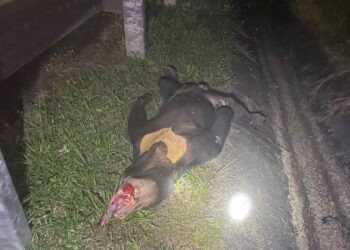 KEADAAN seekor beruang matahari jantan yang mati setelah dilanggar dua buah kenderaan di Kilometer 299, LPT2 berhampiran R&R Kijal, semalam.