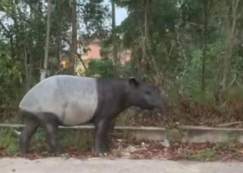 TANGKAP layar daripada video menunjukkan seekor tapir yang berkeliaram berdekatan Pejabat Pendidikan Daerah Marang, di Marang, hari ini. - MEDIA SOSIAL