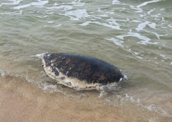 KEADAAN bangkai penyu agar yang ditemukan di Pantai Benting, Besut, semalam.