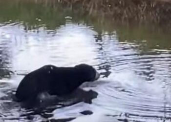 TANGKAP layar daripada video menunjukkan seekor beruang yang berkeliaran di Kampung Paloh, Kuala Terengganu, semalam. - MEDIA SOSIAL