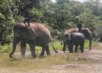 DUA gajah denak, Indah dan Suria digunakan dalam operasi memindahkan seekor gajah jantan liar di Kampung Teris , Hulu Terengganu, hari ini . - UTUSAN/NOOR HAYATI MAMAT