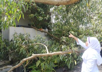 HAFSELIDA Mamat menunjukkan pokok tumbang yang mengenai rumahnya dalam kejadian di Taman Semarak, Nilai, Seremban hari ini.-UTUSAN/NUR SHARIEZA ISMAIL.