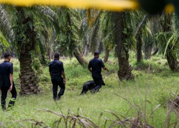 Unit Anjing Pengesan Polis Diraja Malaysia (PDRM) (K9) turut membantu bagi pencarian barang bukti  milik mangsa bunuh Nur Farah Kartini di ladang kelapa sawit Kampung Sri Kledang, Hulu Selangor, di sini hari ini. Gambar M. FIRDAUS M. JOHARI