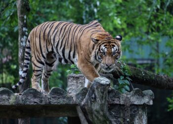 Langkah yang diambil masih belum menampakkan hasil yang meyakinkan, memandangkan kadar pengurangan populasi melebihi kadar penambahan bilangan harimau yang diharapkan di habitat liar. 
– UTUSAN/AFIQ RAZALI