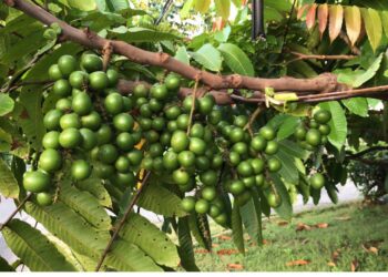 BUAH ini tumbuh bergugusan pada dahan pokok