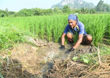 GOH Ah Hee terpaksa berkongsi dan menyatu air secara bergilir-gilir melalui tali air yang diusahakan sendiri agar air dapat masuk ke dalam kawasan sawah padi mereka di Kampung Semadong, Beseri, Padang Besar, Perlis semalam. – UTUSAN/IZLIZAN OTHMAN