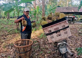 ISMAIL Ibrahim mengutip durian di dusunnya di Kampung Gajah di Pasir Salak. – UTUSAN/AIN SAFRE BIDIN