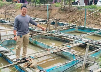 MOHD. Nazri Mohd Yaacob menunjukkan sangkar ikan ternakannya yang timbul disebabkan air dalam parit surut berikutan musim panas di Bagan Serai semalam. – UTUSAN/WAT KAMAL ABAS