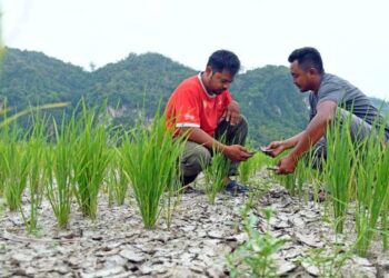 DUA orang pesawah memegang kepingan tanah yang merekah di kawasan bendang mereka di Kampung Semadong, Beseri, Padang Besar, Perlis, semalam. Mereka antara 70 pesawah yang terkesan akibat cuaca panas yang melanda ketika ini. – UTUSAN/IZLIZAN OTHMAN