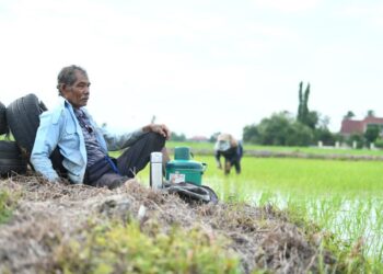 MAJORITI yang masih bertahan dengan kerja-kerja bendang berumur 50 tahun dan ke atas sehingga yang berusia 70 tahun juga dilihat masih mengusahakannya.