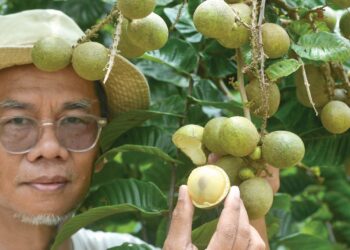 NASURA Mohd. Yusof menunjukkan matoa atau longan Brazil yang ditanamnya di dusun  miliknya di Kampung Chelogeh, Ulu Beranang, Lenggeng, Seremban. – UTUSAN/MOHD. SHAHJEHAN MAAMIN