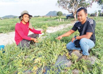 NIK Muhamad Saifullah Nik Ismail (kanan) dan Wan Basiron Wan Bakar menunjukkan pokok tembikai yang rosak selepas diserang  kutu trip di  Rhu Tapai, Setiu, semalam.