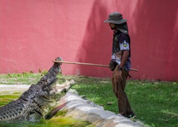 SAIFULLAH Muhammad Sarath menarik perhatian buaya yang diberi nama Hariz dengan sebatang buluh di Taman Buaya dan Rekreasi Melaka, Ayer Keroh, Melaka. - MINGGUAN/SYAFEEQ AHMAD