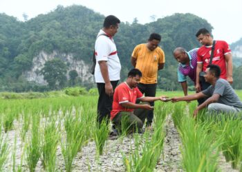 PESAWAH melihat pokok padi yang menghijau namun keadaan tanah kering kontang sehingga merekah berikutan ketiadaan bekalan sumber air dari empangan Timah Tasoh yang semakin menyusut di Kampung Semadong, Beseri, Padang Besar, Perlis. – UTUSAN/IZLIZAN OTHMAN