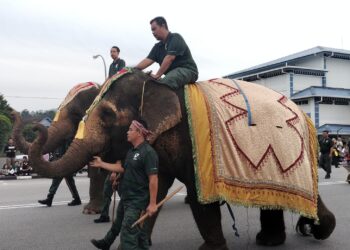 GAJAH betina Pian dan Rambai yang dibawa khas dalam Perarakan Komuniti Taiping sempena Sambutan 150 Tahun Bandar Warisan Taiping hari semalam. – UTUSAN/WAT KAMAL ABAS