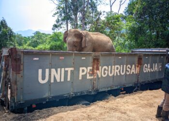 TANGKAPAN gajah liar yang menceroboh masuk ke kawasan kebun memberikan kelegaan kepada penduduk di Kampung Lalat, Batu Melintang, Jeli, Kelantan.