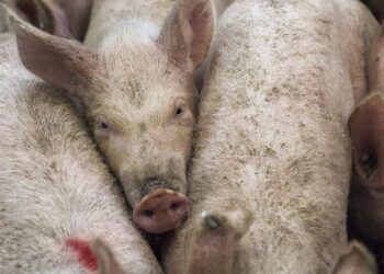 VIETNAM  mengesan 660 wabak demam babi di seluruh negara, tahun ini.- AGENSI