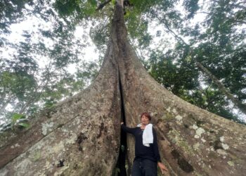 TINA Chong menunjukkan pokok durian hutan yang berusia 200 tahun di kebun milik keluarganya 
di Kampung Batu Papan 2, Gua Musang semalam. – UTUSAN/ AIMUNI TUAN LAH