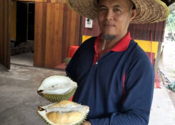 A. AZMI Mohamed menunjukkan durian kampung yang dijual, namun mengakui pengeluarannya terjejas akibat cuaca yang tidak menentu di  Kampung Melayu Raya, Pekan Nanas, Pontian.