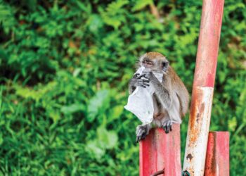 PERTUBUHAN Bangsa-bangsa Bersatu (PBB) menyasarkan untuk menamatkan pencemaran plastik 
termasuk persekitaran marin menjelang 2025 dan Malaysia juga telah memperkenalkan Pelan Hala 
Tuju Ke Arah Sifar Penggunaan Plastik Sekali Guna 2018-2030. – UTUSAN/SHIDDIEQIIN ZON