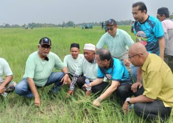 MAHFUZ Omar (dua dari kiri) bersama pesawah ketika meninjau sawah padi yang ditumbuhi rumput sambau akibat kemarau di Alor Pongsu, Bagan Serai hari ini. - UTUSAN/WAT KAMAL ABAS