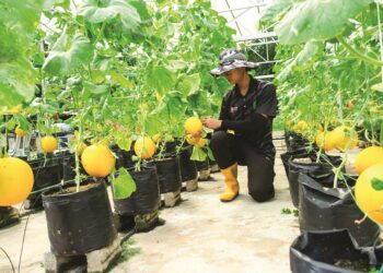 MALAYSIA memerlukan pakar pertanian bagi menghasilkan produk yang berkualiti seperti  tahan penyakit dan  berproduktiviti tinggi. 
–  GAMBAR HIASAN.