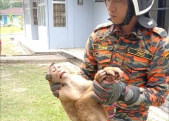 ANGGOTA bomba menangkap seekor monyet yang menggigit seorang pelajar selepas memasuki SMK Taman Nusajaya, Iskandar Puteri, hari ini.