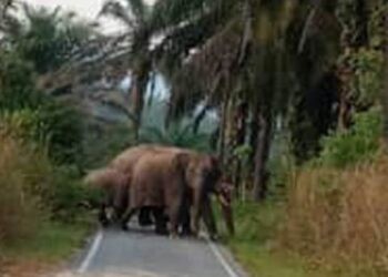 SEKUMPULAN gajah yang dilihat di jalan ke kebun getah Felcra Batu 29 di Kampung Sri Lukut.