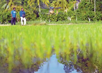 PESAWAH menerbangkan dron bagi menyembur racun selepas bendang kembali digenangi air di Kampung Semadong, Beseri, Padang Besar, Perlis, semalam. – UTUSAN/IZLIZAN OTHMAN