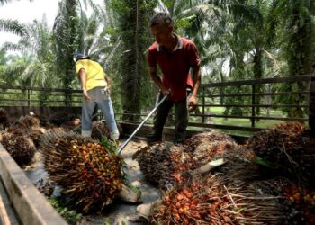 SEKTOR Agrikomoditi berjaya  membawa ramai rakyat Malaysia keluar daripada kepompong kemiskinan dengan menawarkan banyak peluang pekerjaan, menyumbang kepada pembangunan serta kemajuan sosioekonomi negara.