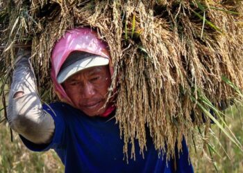 MANFAATKAN paya terbiar sebagai projek tanaman padi melalui kaedah moden  dapat meningkatkan pengeluaran beras tempatan.
– AFP