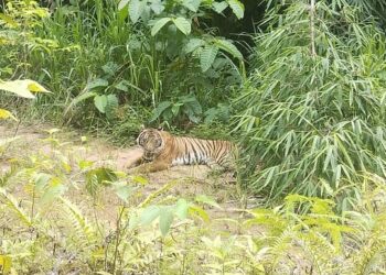 SEEKOR harimau belang berada di kebun seorang penduduk berdekatan Kampung Setiq, Pos Lenjang di Lipis, Pahang.