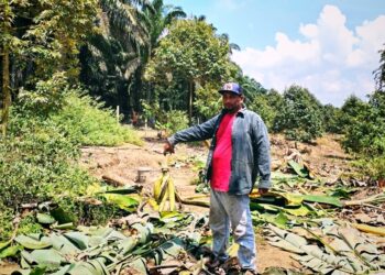 MUHAMAD Ridzuwan Che Dan menunjukkan pokok pisang tanduk dan berangan yang dimusnahkan kawanan gajah liar di kebun berdekatan Blok 20, Felda Kota Gelanggi Dua di Jerantut, Pahang. - UTUSAN/HARIS FADILAH AHMAD