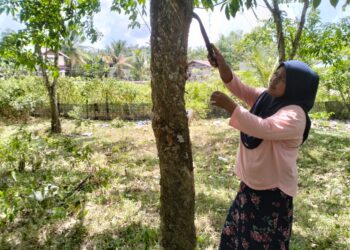 PEKEBUN kecil di seluruh negara kini menikmati harga tertinggi komoditi getah yang mencecah sehingga RM4.50 sekilogram dalam tempoh hampir 20 tahun. – UTUSAN/ROHANA ISMAIL