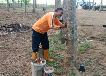 SEORANG penoreh menoreh di kebunnya  di Kampung Bukit Rang 
di Jerantut semalam. – UTUSAN/HARIS FADILAH AHMAD