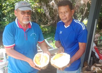 ZULKIFLY Mahmud (kanan) bersama Shaharudin  Kadir menunjukkan durian Damak King yang mula gugur di Kampung Jeneris, Ulu Cheka
di Jerantut, Pahang. – UTUSAN/HARIS FADILAH AHMAD