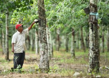 HARGA getah asli meningkat. -GAMBAR HIASAN