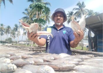 TENGKU Anuar Tengku Mohamed menunjukkan sebahagian 
ikan bekok yang dijemur di Kampung Penarik Baru, Setiu, semalam. – UTUSAN/WAN ZURATIKAH IFFAH WAN ZULKIFLI