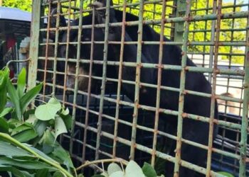 BERUANG  matahari jantan yang berjaya ditangkap Perhilitan Terengganu dalam satu operasi di Kampung Jati, Gong Badak, Kuala Nerus, malam tadi. - UTUSAN/KAMALIZA KAMARUDDIN