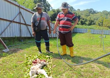 KHAIRUDDIN Abd. Rahman (kanan) menunjukkan keadaan bangkai anjing dikebun miliknya yang mati dengan kesan dirobek binatang liar seperti harimau ketika ditemui pemberita di Kampung Chengkau Ulu, Rembau hari ini.-UTUSAN/NOR AINNA HAMZAH