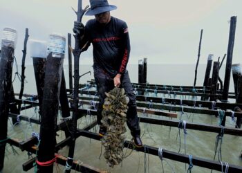 SEORANG nelayan di Kampung Balak, Pasir Panjang, Port Dickson menuai hasil kupang sebaik sahaja larangan pengeluaran hasil kupang di Port Dickson ditarik balik baru-baru ini.-UTUSAN/MOHD. SHAHJEHAN MAAMIN.